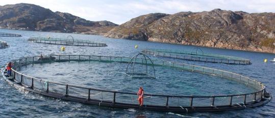 Рыбоводные заводы РФ объединят в единую сеть «Главрыбвод» к 2017 г.